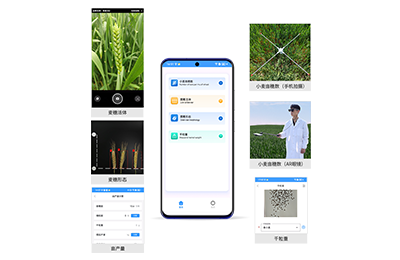 房山区小麦亩穗数分析仪IN-XM02