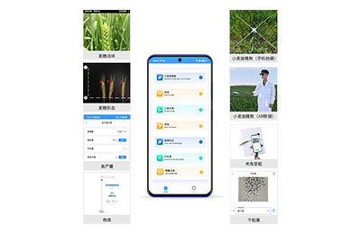 房山区小麦表型测量仪IN-XM05